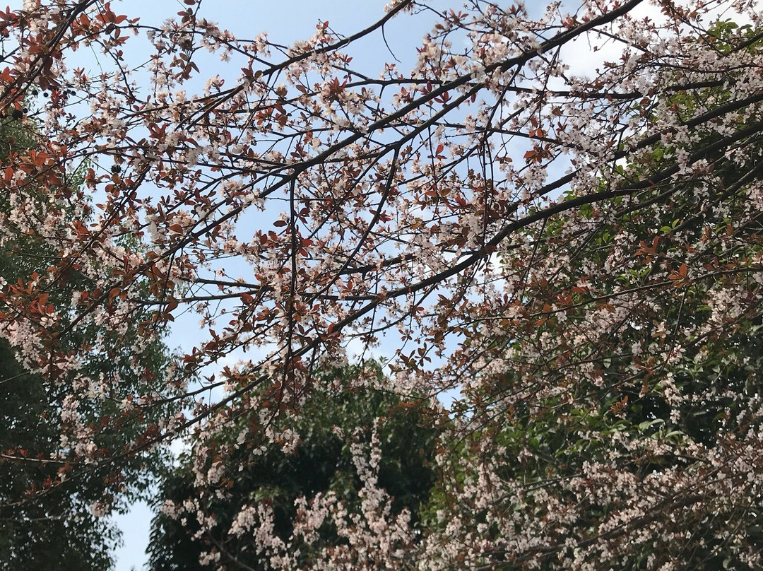 湖南森林植物园景点图片