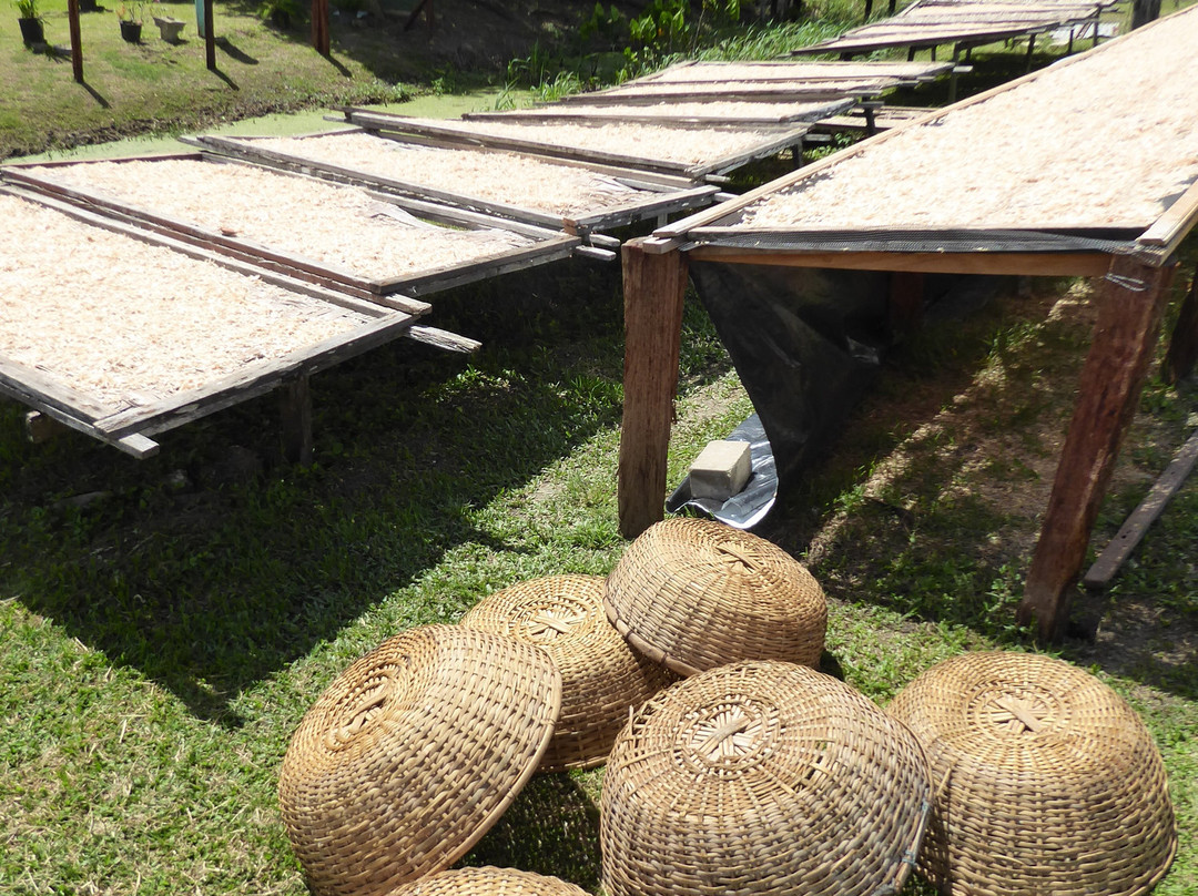 Commewijne River-帕拉马里博必去景点