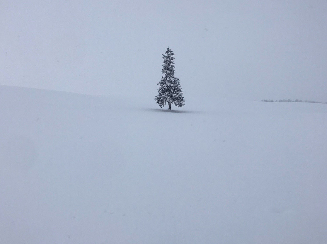 Christmas Tree no Ki景点图片