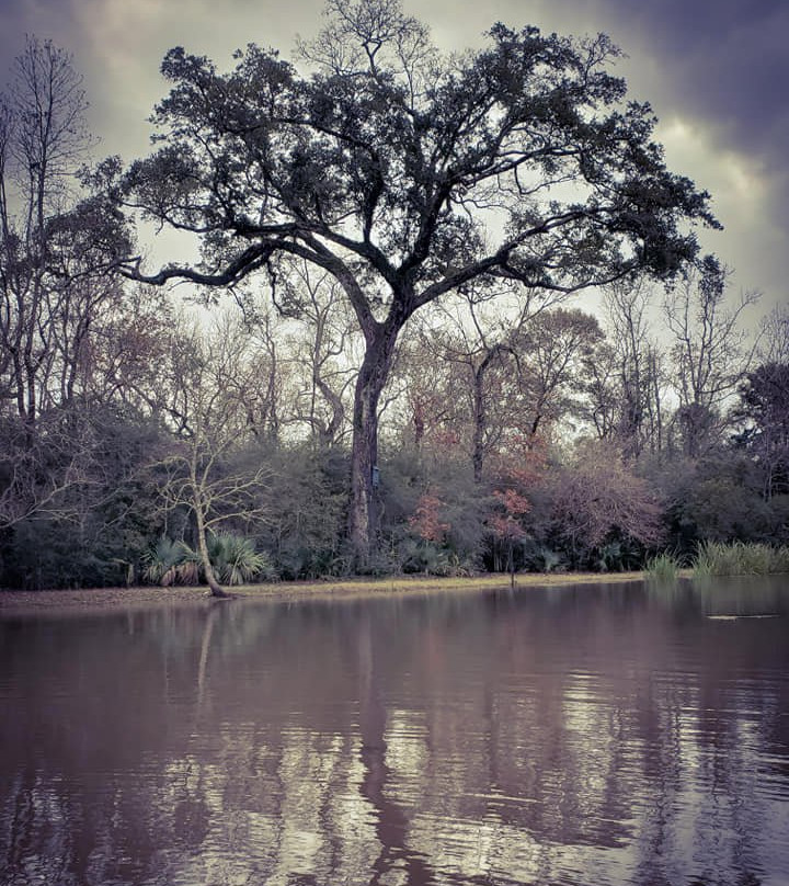 Palmetto Island State Park景点图片