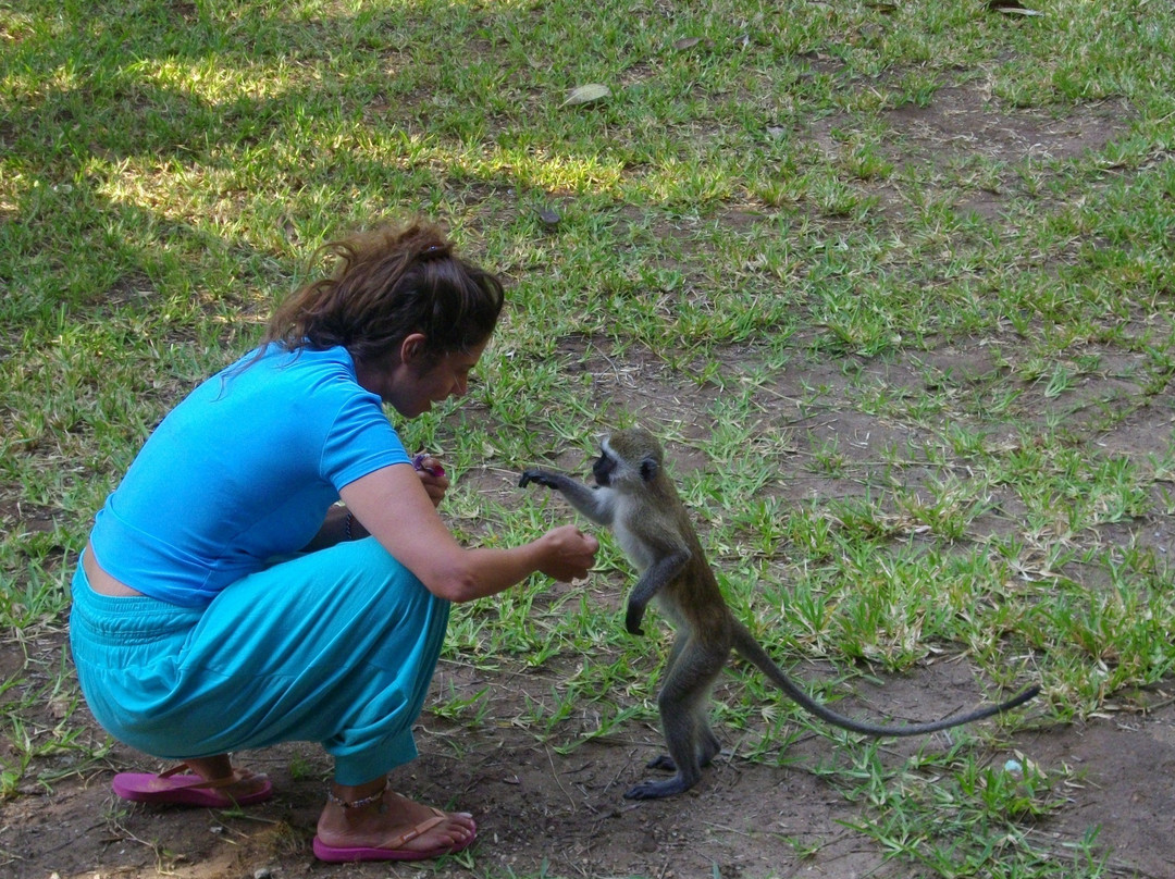 Shambani Cottages主图