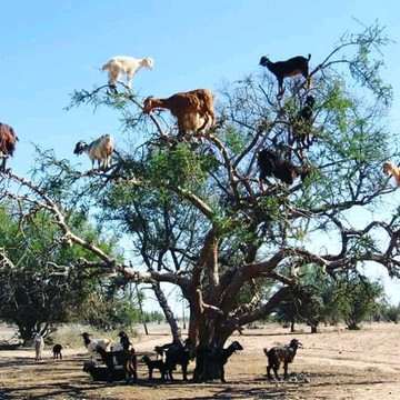 Nytny Tours-瓦尔扎扎特必去景点