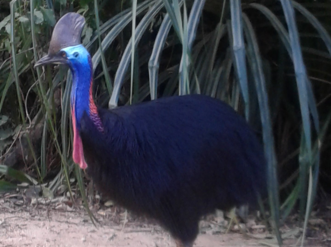 Mission Beach Taxi-翁加灵海滩必去景点