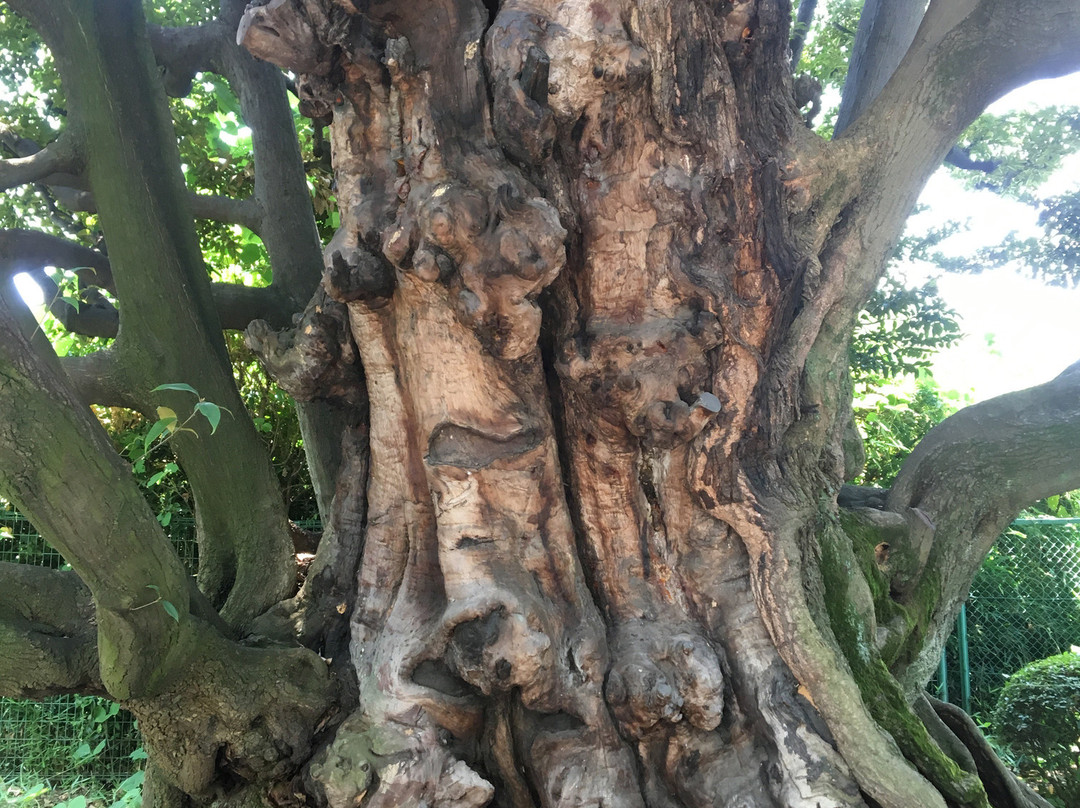 Shi Tree of the Former Hosokawa Residence-Takanawa必去景点