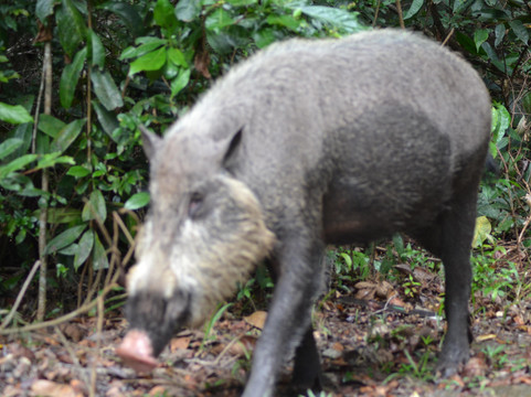 Bee Borneo Ecotourism Dayak Adventure-Pangkalan Bun必去景点
