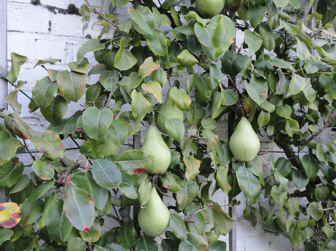 Museumtuin Van Gaasbeek景点图片