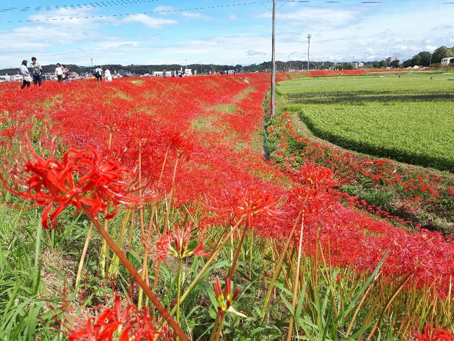 Niimi Nankichi Memorial Museum-半田市必去景点