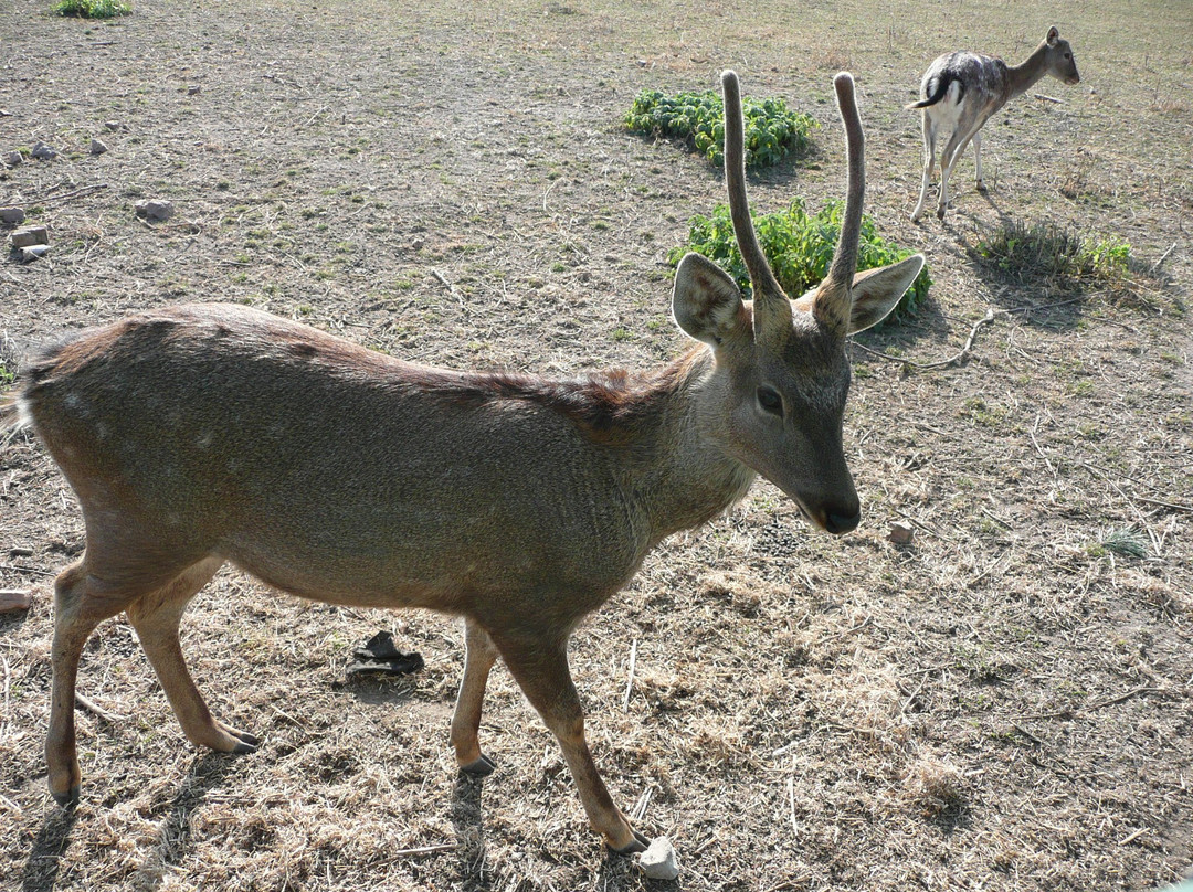 Vinnytsya Zoo-Vinnytsia必去景点