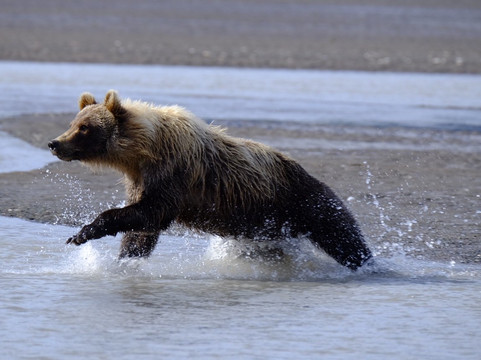 Bearfoot Tours-荷马必去景点