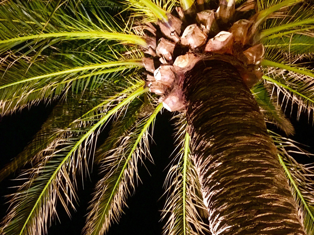 Minos Mare Royal主图