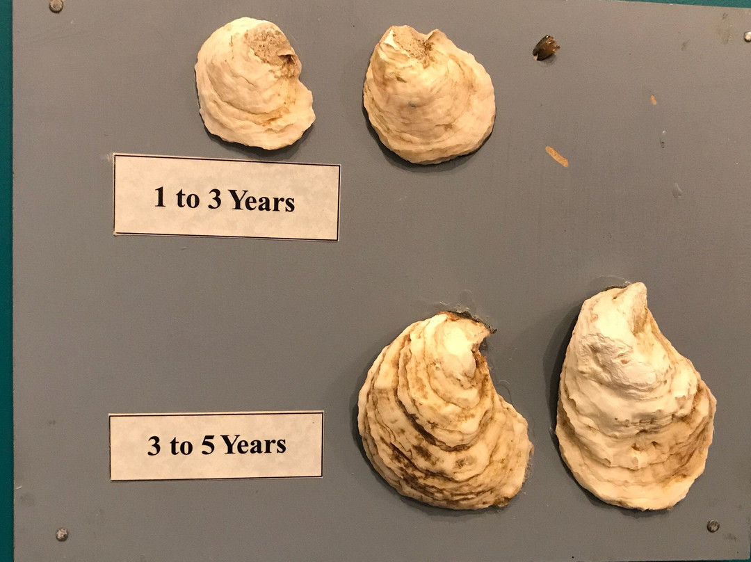 Prince Edward Island Shellfish Museum景点图片