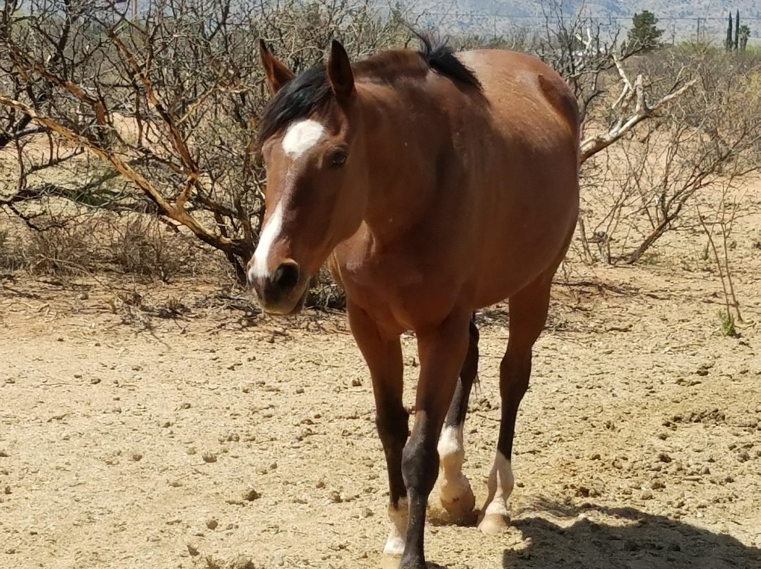 Spencers Rocken Horses-Heber必去景点