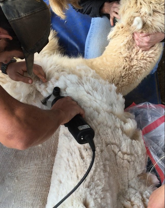 Pacabella Farm Alpacas & Boutique-Wirtz必去景点