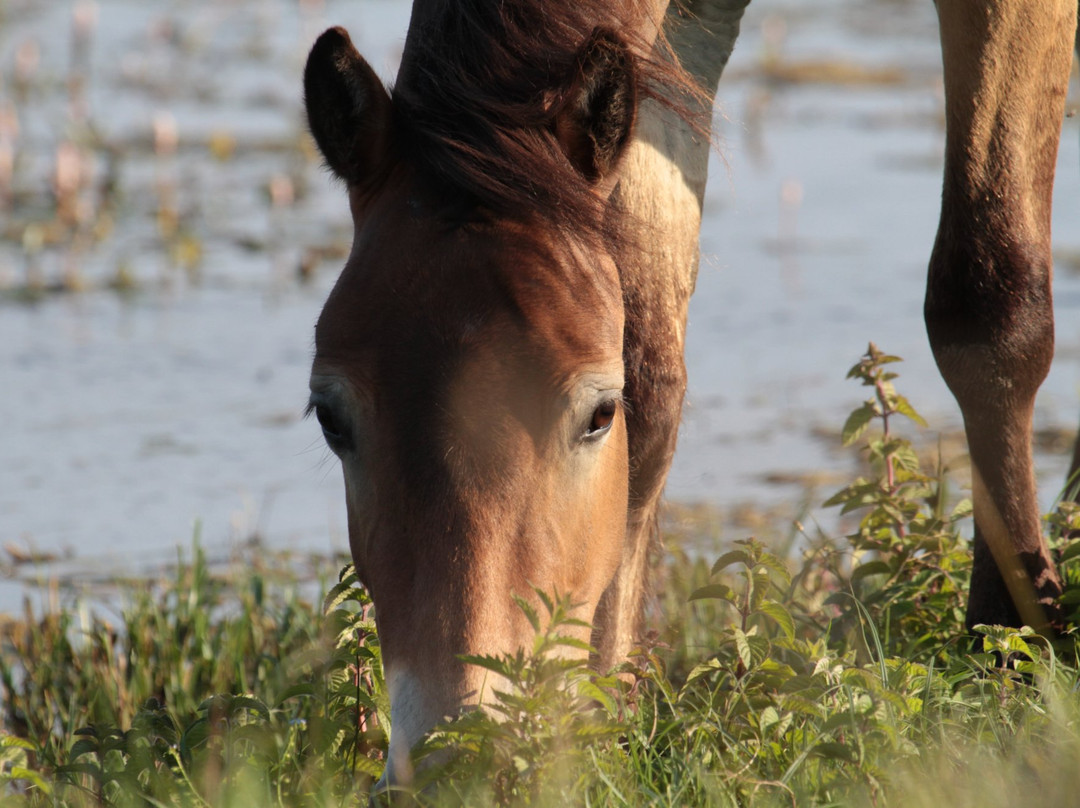 Langelands vilde heste景点图片