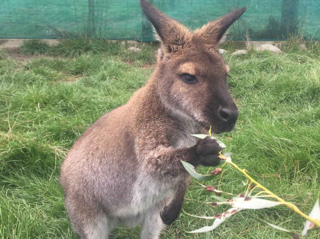 Hanmer Springs Animal Park景点图片