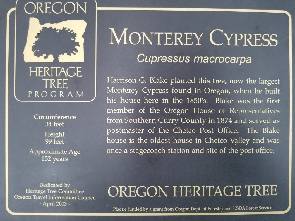 Oregon's Largest Monterey Cypress-布鲁金斯必去景点