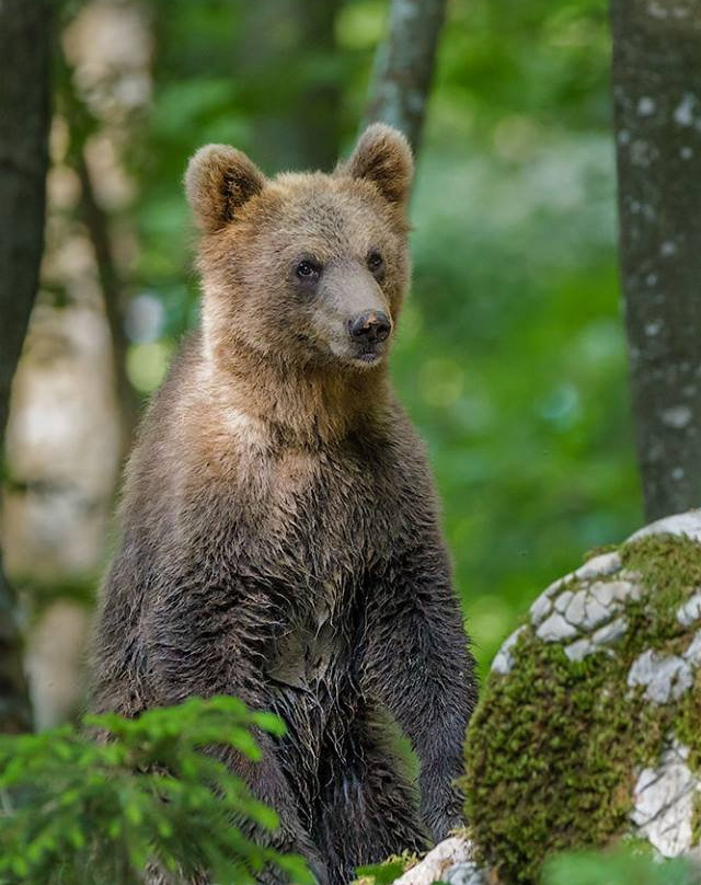 Slovenian Bears景点图片