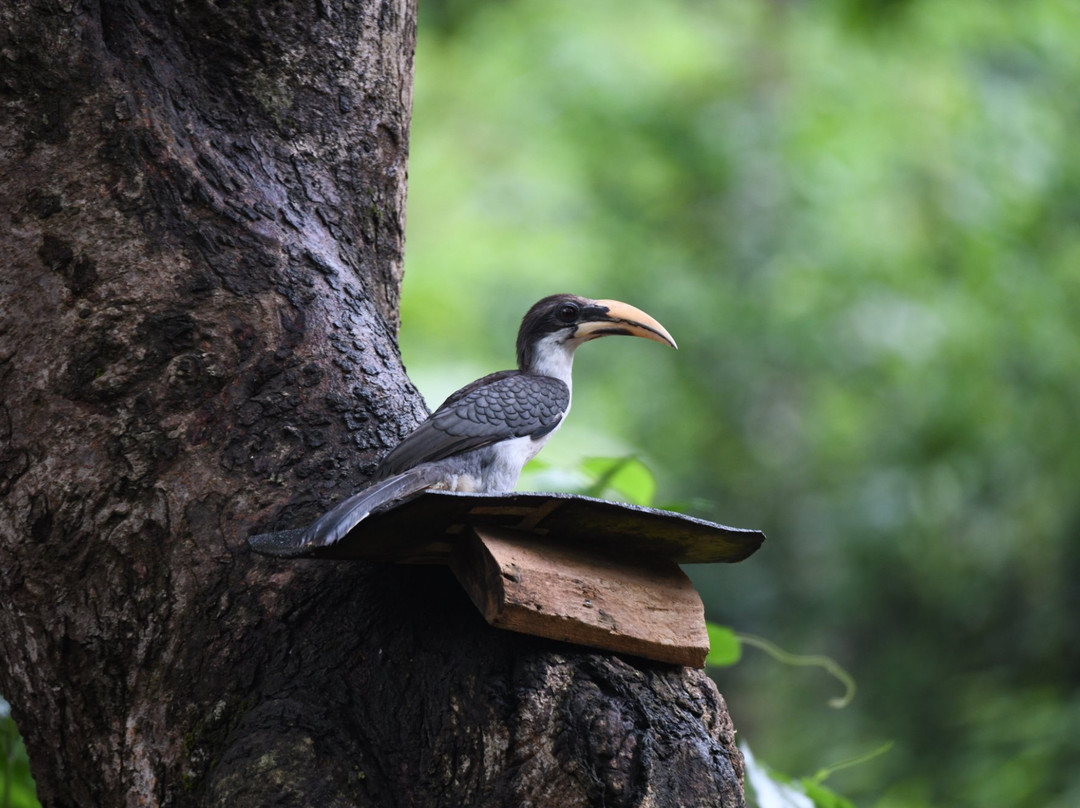 Birds Paradise Hotel主图