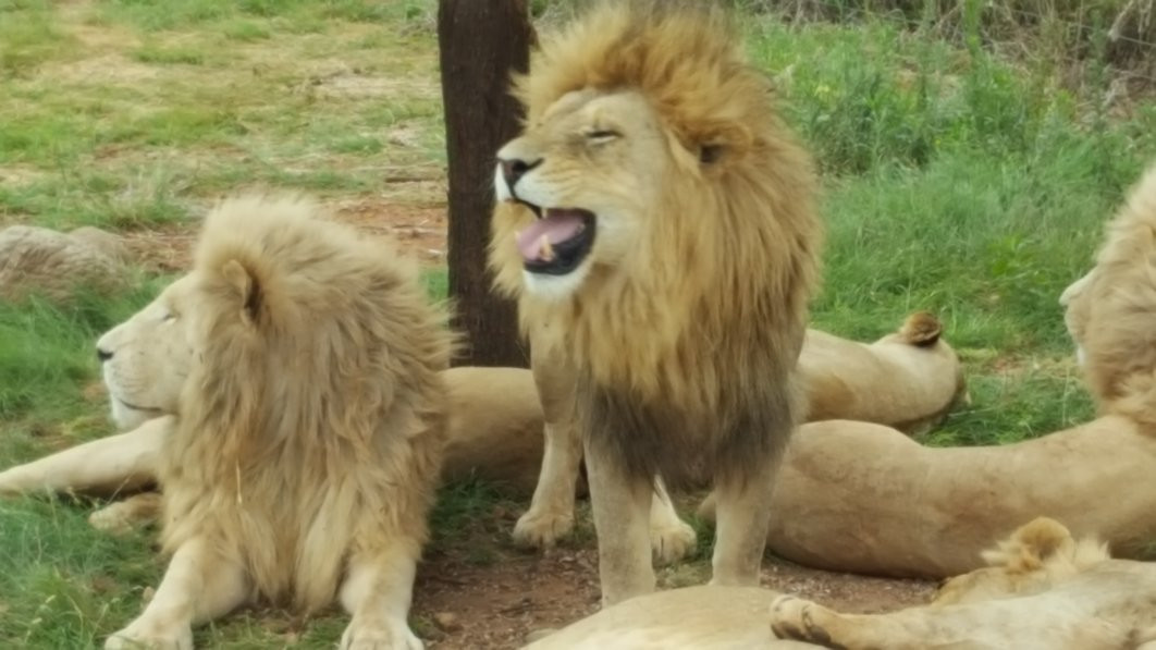 Lion and Safari Park-Broederstroom必去景点