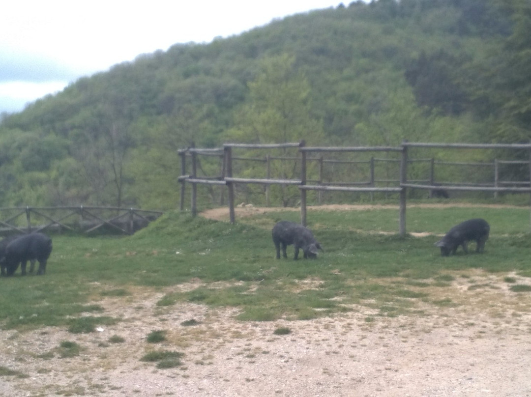 Agriturismo Masseria Avellaneta景点图片