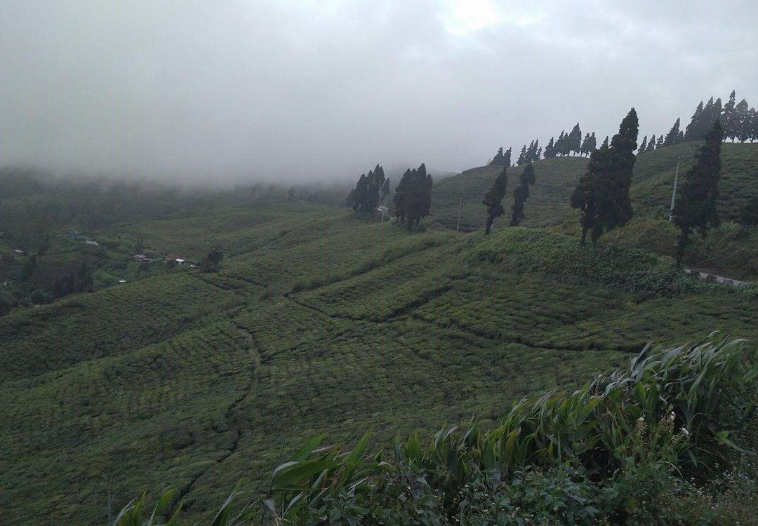 Ilam Tea Garden景点图片