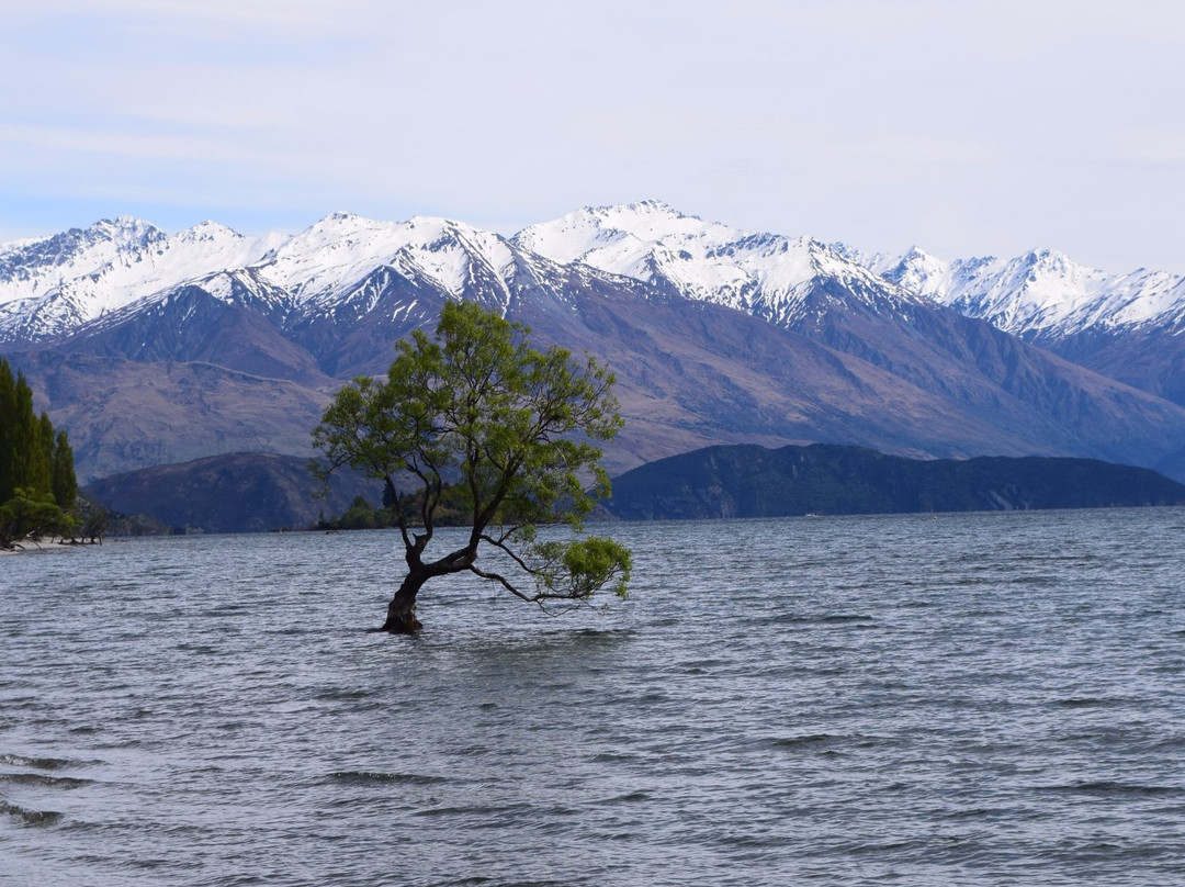 That Wanaka Tree-瓦纳卡必去景点