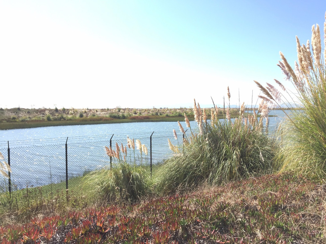 Shoreline Park景点图片
