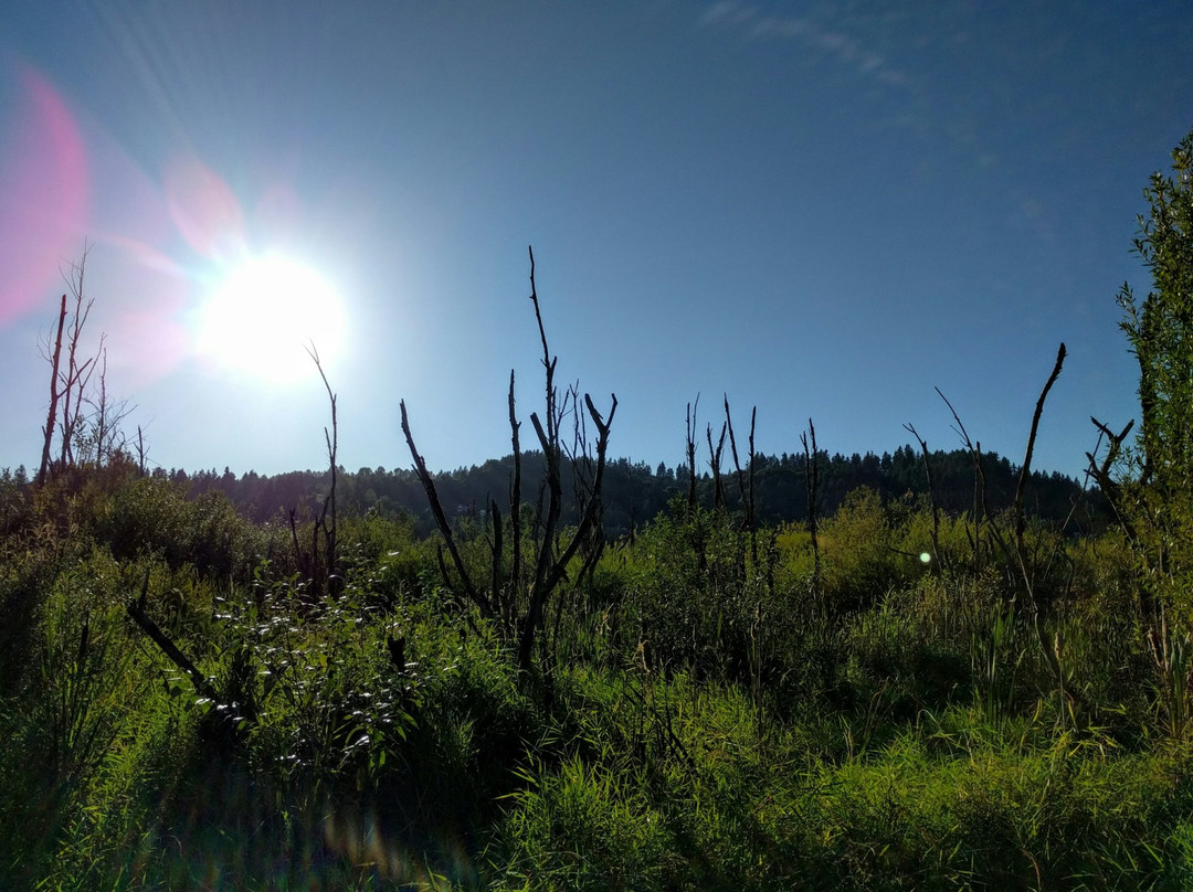 Auburn Environmental Park景点图片
