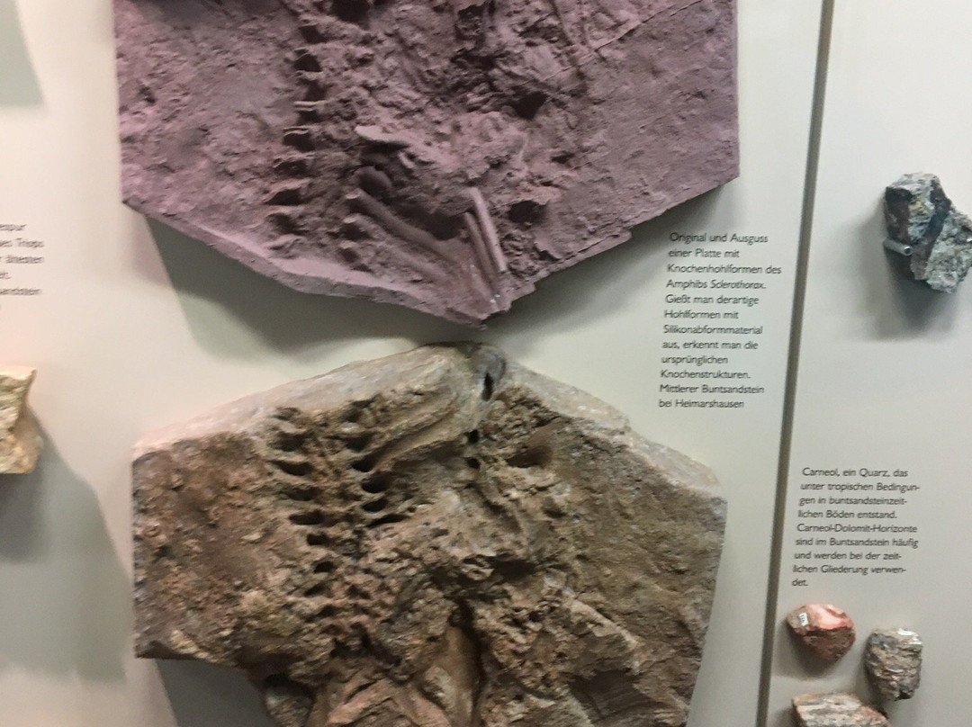 Naturkundemuseum im Ottoneum-卡塞尔行政区必去景点