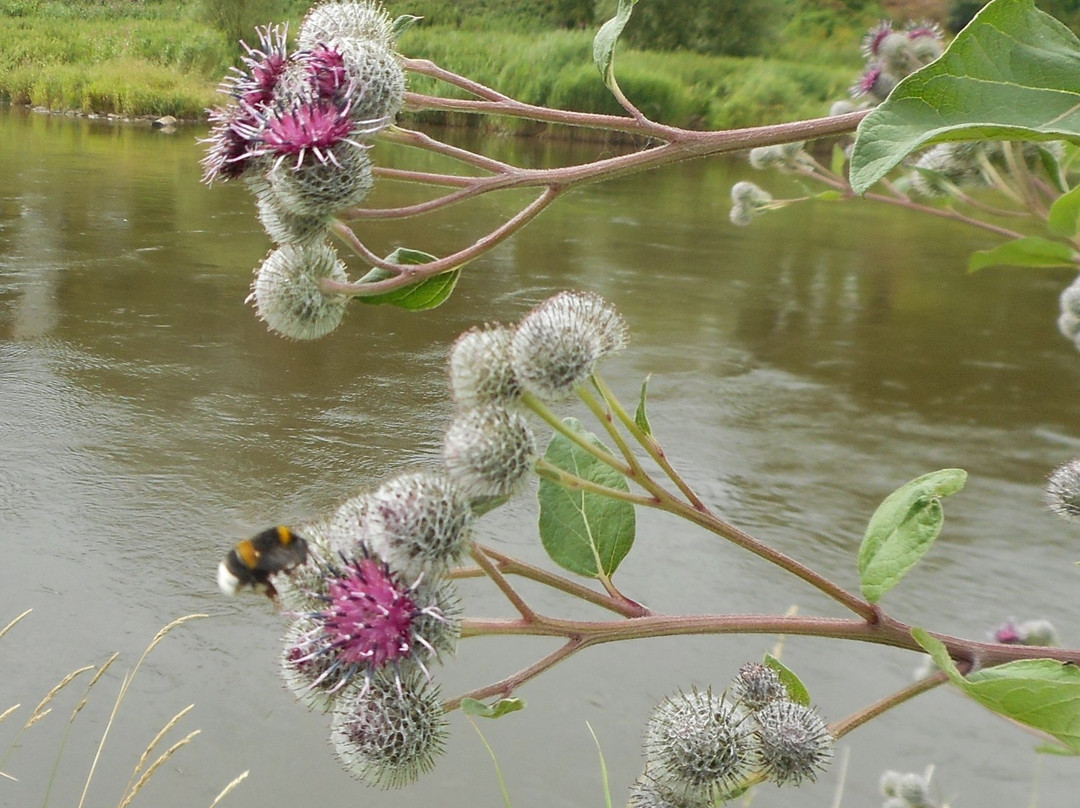 Weser-Therme-Bad Karlshafen必去景点