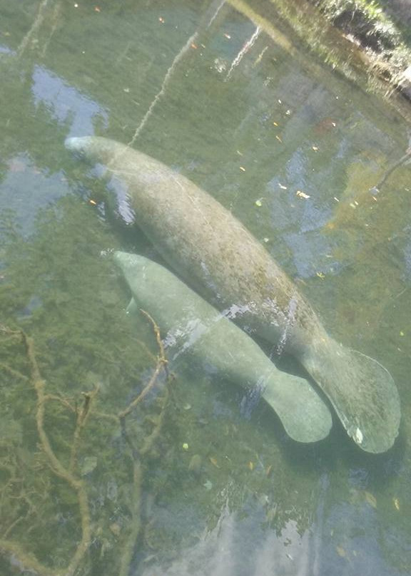 Bayport River Safari-Weeki Wachee必去景点