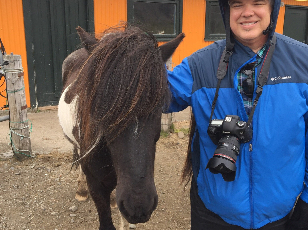 Arctic Horses-格林达维克必去景点
