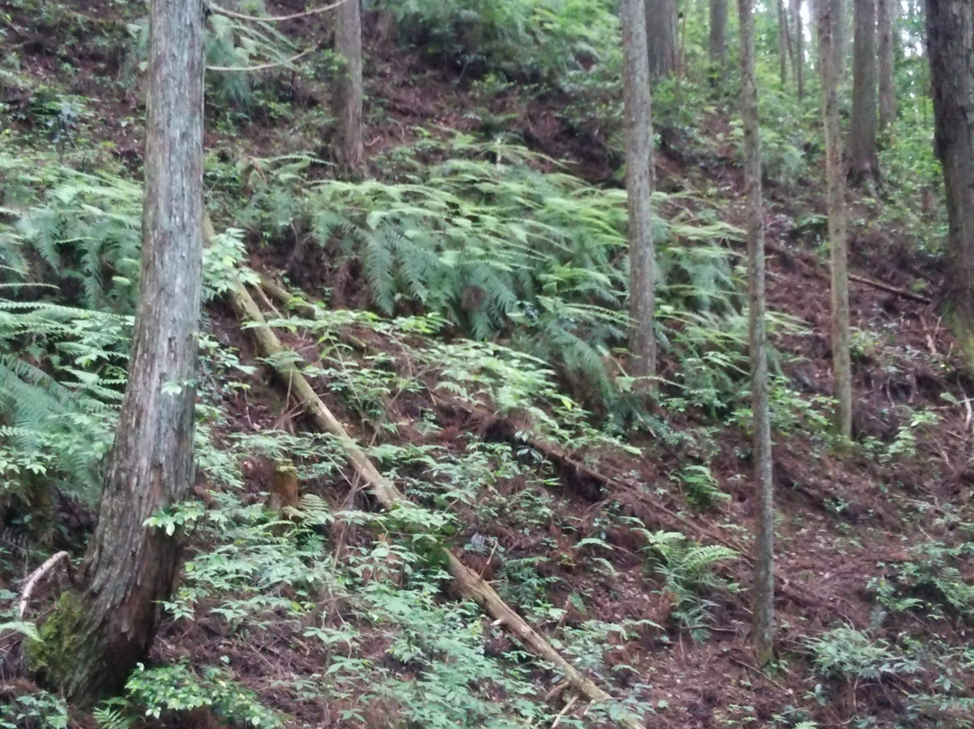 Takane Castle-滨松市必去景点
