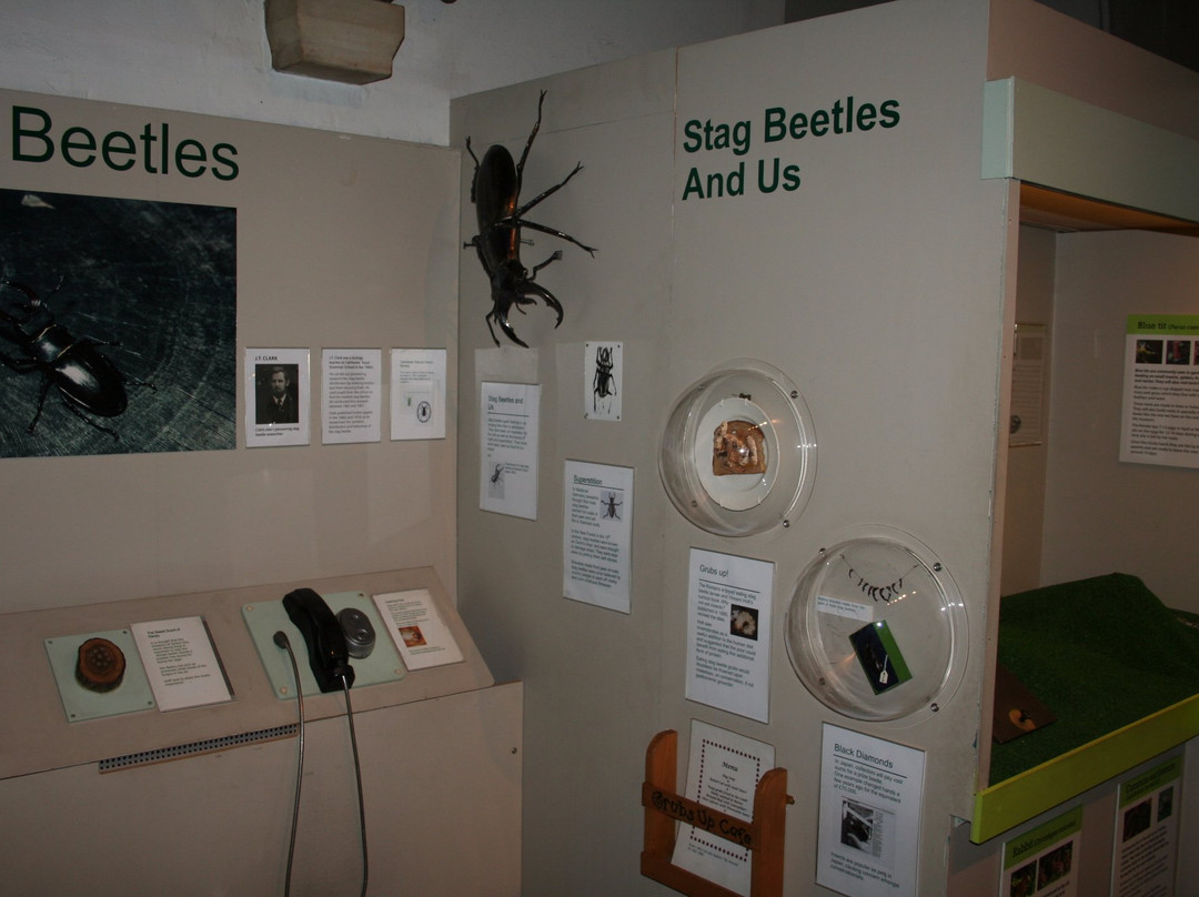 Colchester's Natural History Museum景点图片