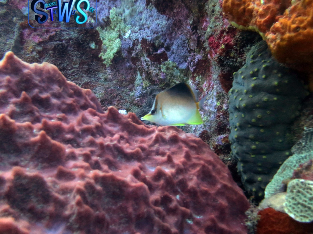 Snorkel the WetSide-夏洛特阿马利亚必去景点