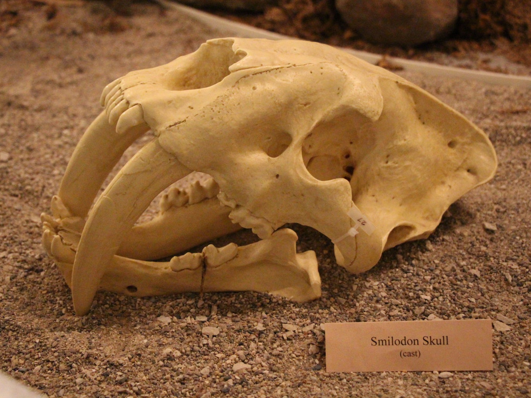 Midwest Museum of Natural History-Sycamore必去景点