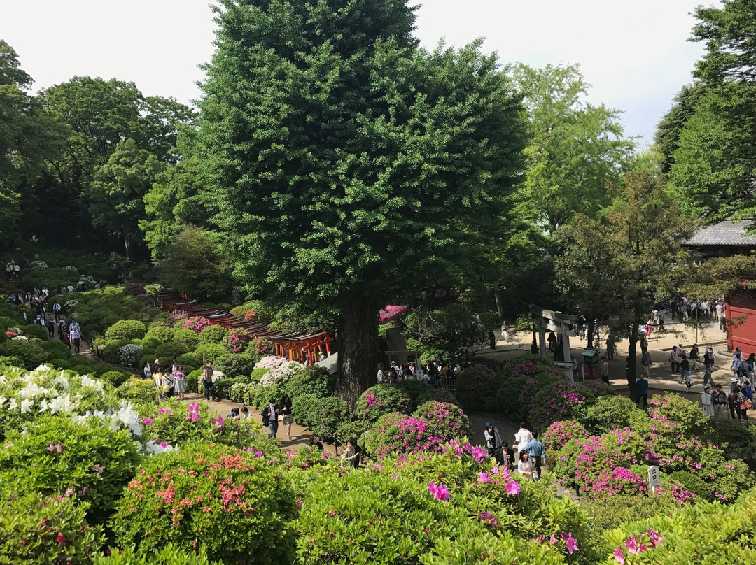 Bunkyo Azalea Matsuri景点图片