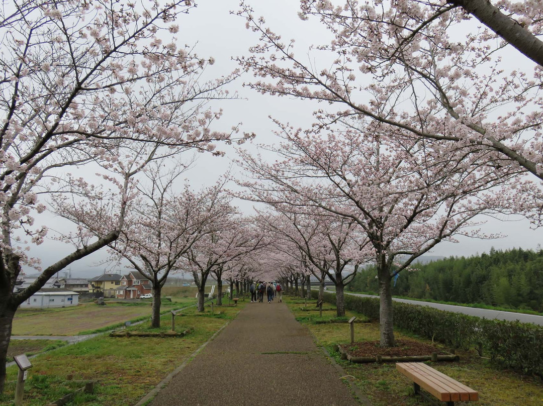 小野市旅游景点-Ono Cherry Blossom Corridor