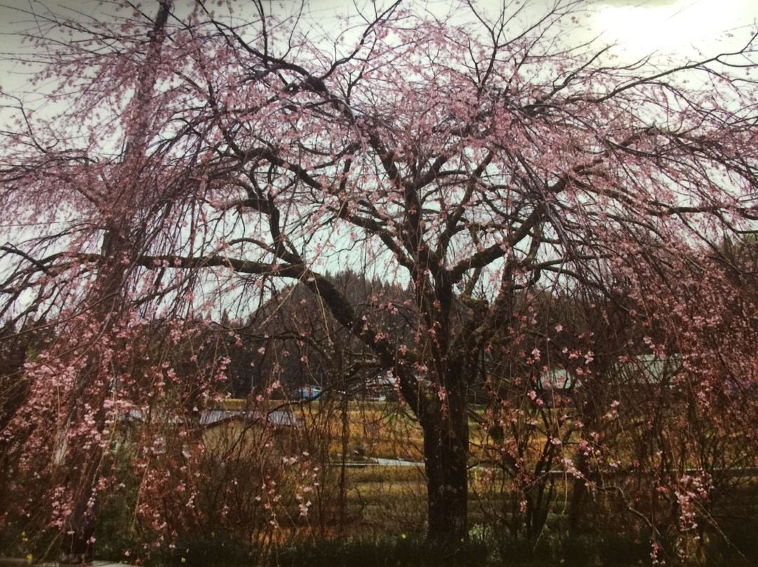 The Haradas' Cherry Blossoms景点图片