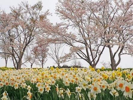 Tamagawa Park-濑棚町必去景点