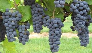 Vernon Vineyards Ltd景点图片