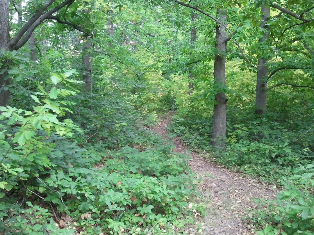 Harcourt North旅游景点-Oak Forest