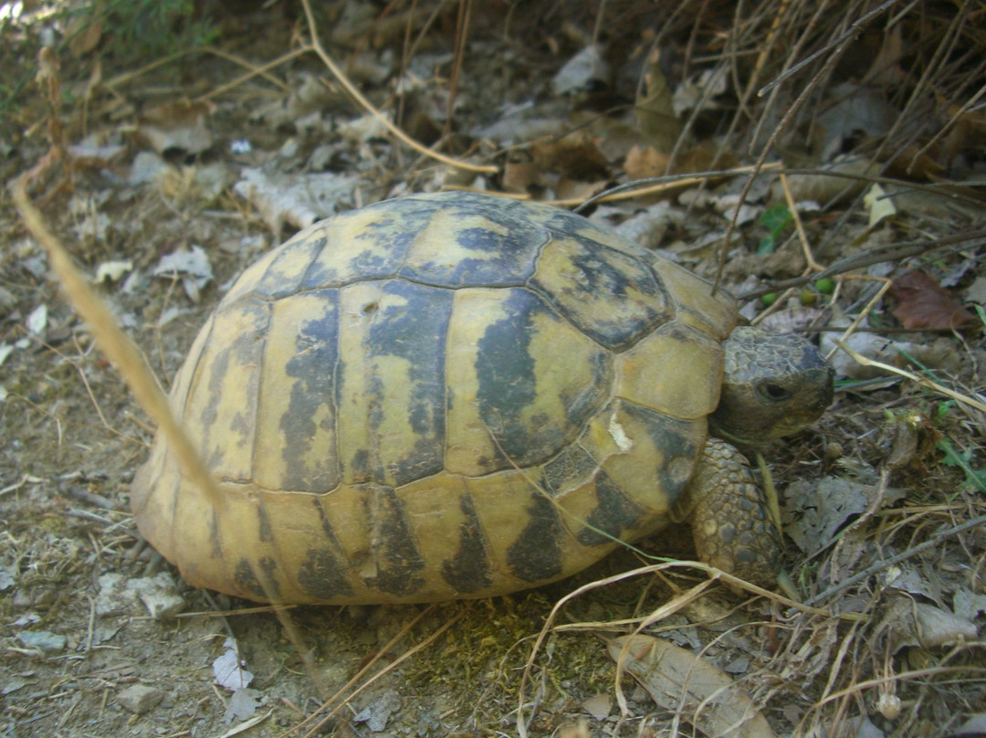 Greca Guided City & Cultural Tours-Anixi必去景点