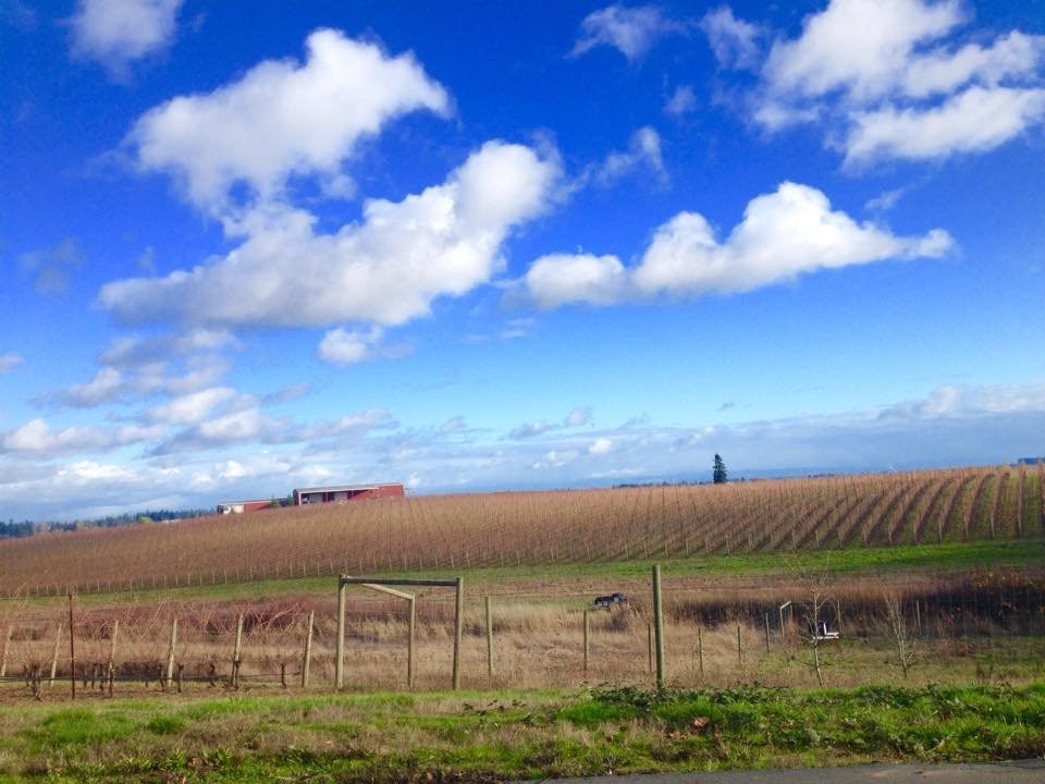 Methven Family Vineyards-Dayton必去景点