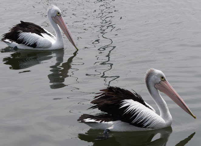 Torrens Island Market-Port Adelaide必去景点