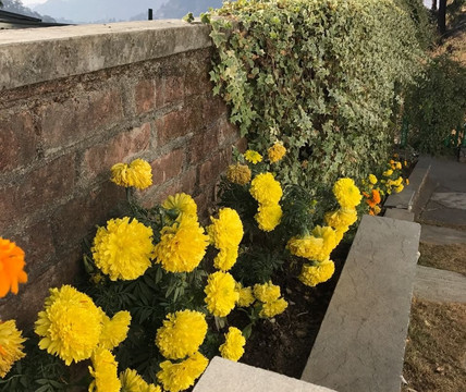 Naliwala酒店住宿-Ivy Bank Guest House