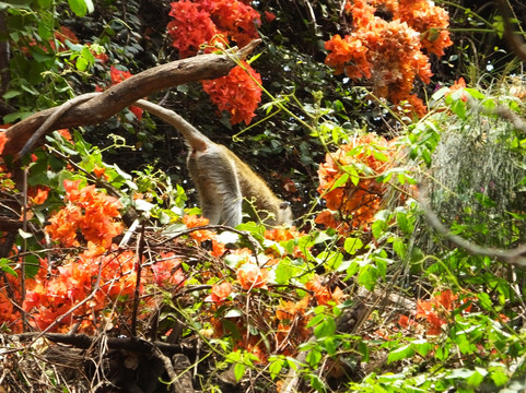 Central Park-内罗毕必去景点
