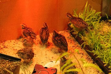 J.C. Reuthinger Memorial Preserve-佩里斯堡必去景点