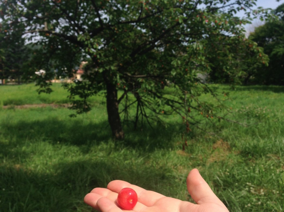 Hamada Marutome Fruits Gaden-壮瞥町必去景点