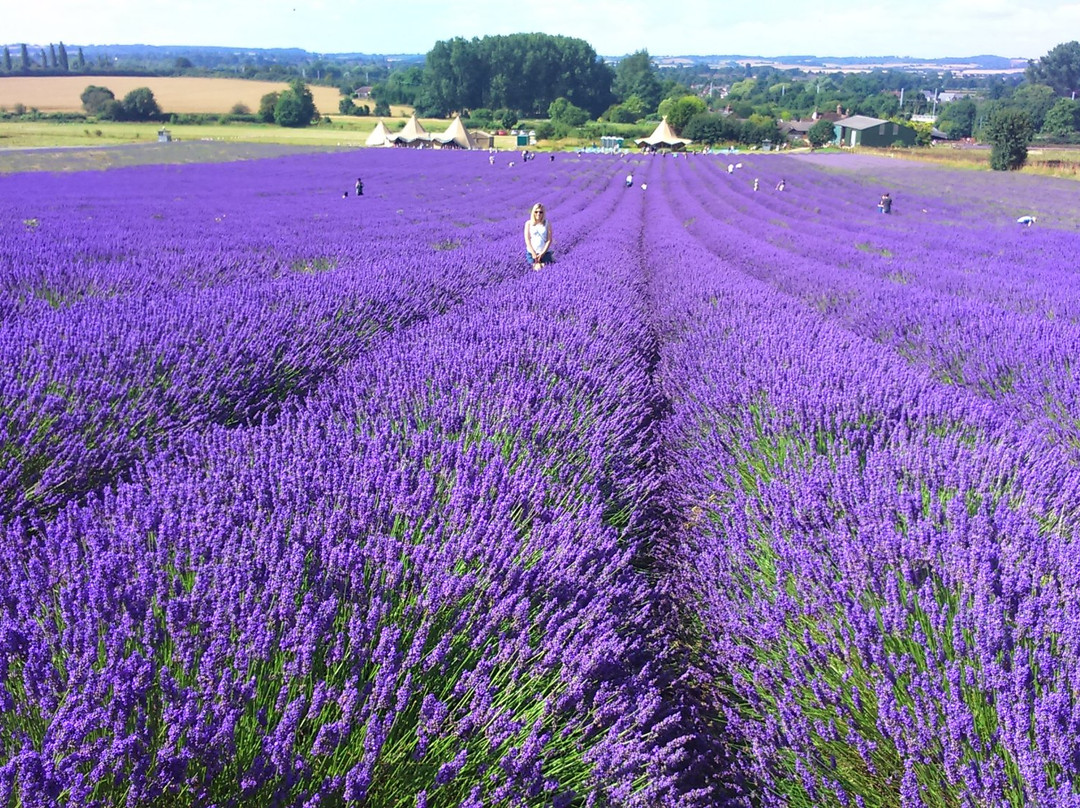 Hitchin Lavender景点图片